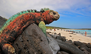 GALAPAGOS
