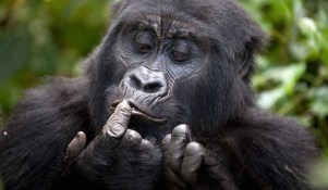 bwindi-gorillas