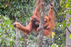 GRAND TOUR OF BORNEO