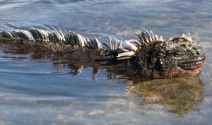galapagos-san-cristobal-e-santa-cruz