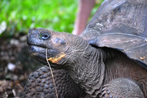 galapagos-santa-cruz-wonders